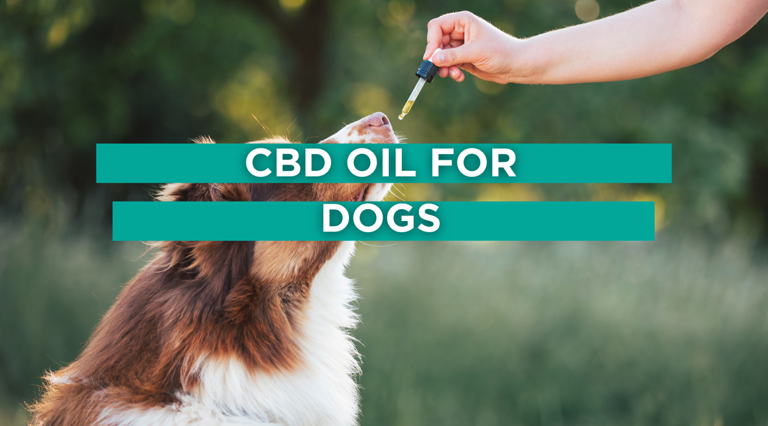 CBD Oil for Dogs | Is It Safe?