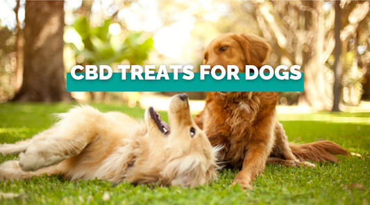 CBD Treats for Dogs