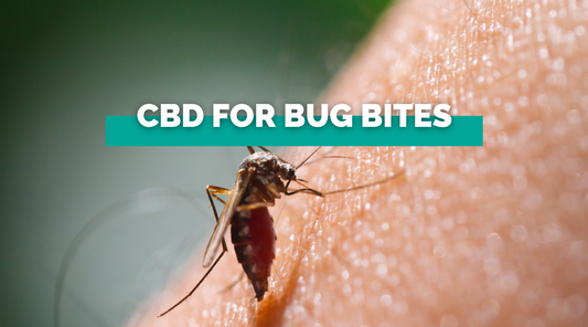 CBD for Bug Bites