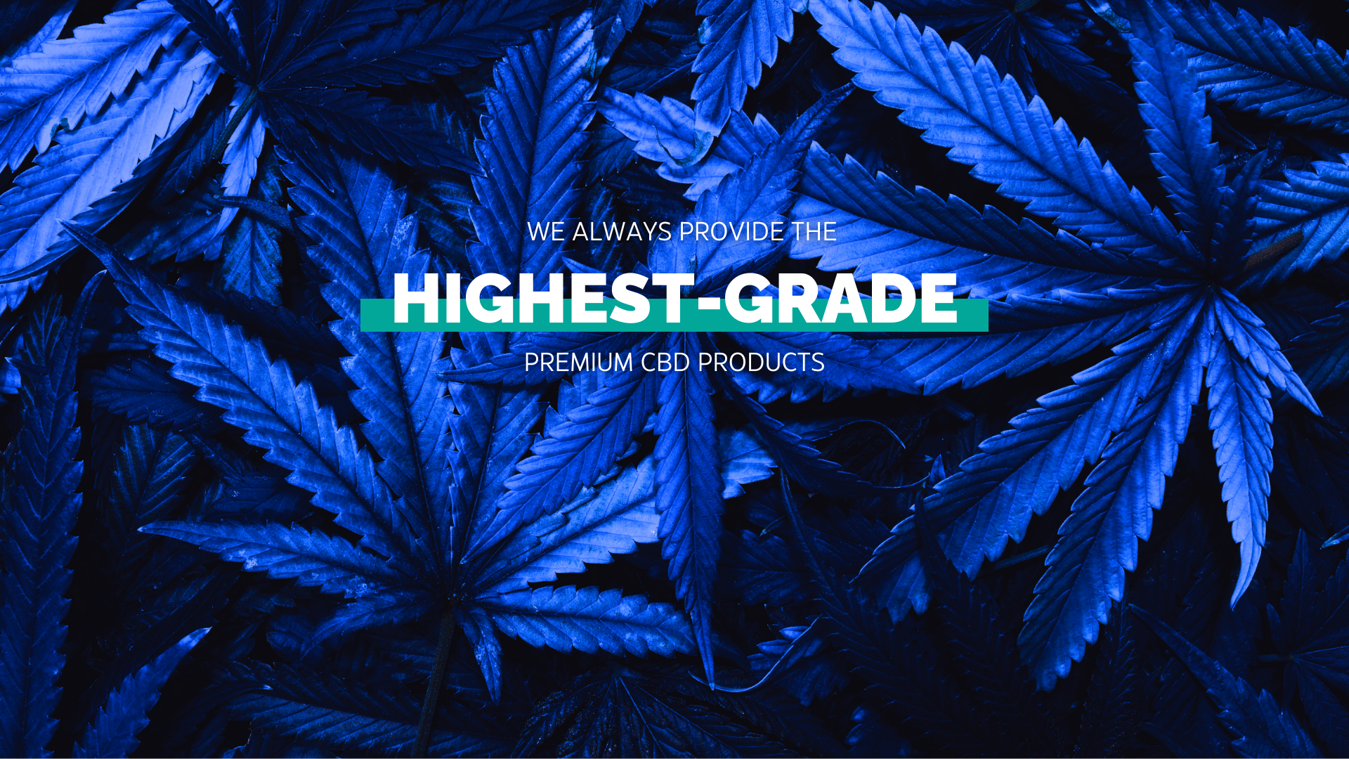 Hemp leaves with blue tint and highest grade CBD text